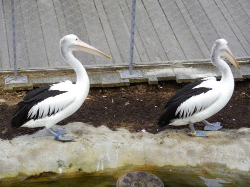 pelican pelican couple nature