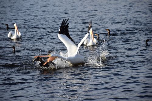 pelican fishing action