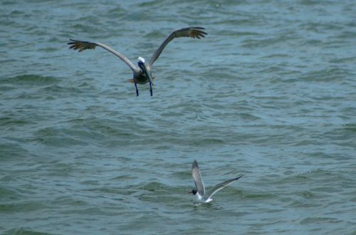 pelican seagull bird