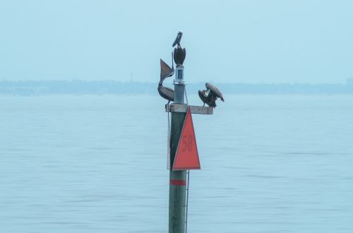 pelican ocean wildlife