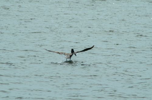 pelican ocean wildlife