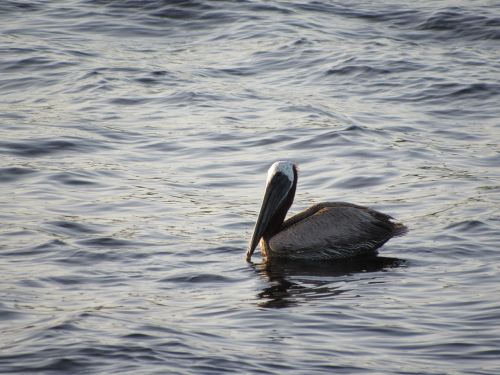 pelican bird floating