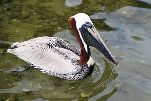 pelican animal nature