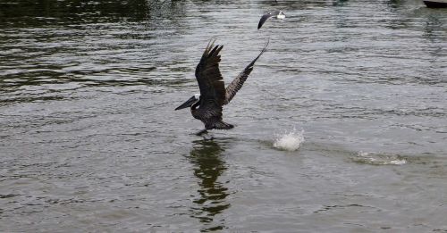 pelican water flying