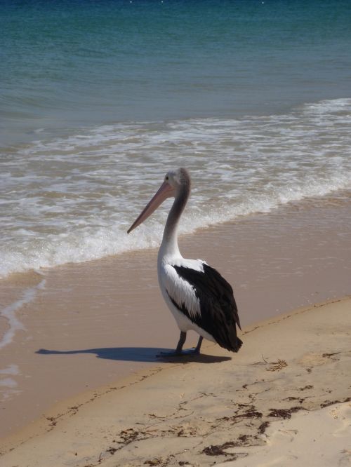 pelican beach australia