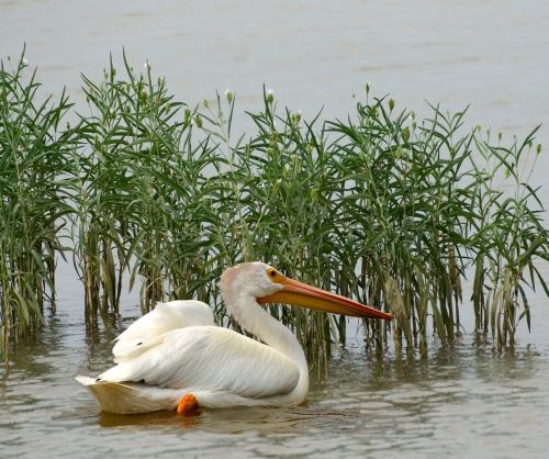 pelican birds nature