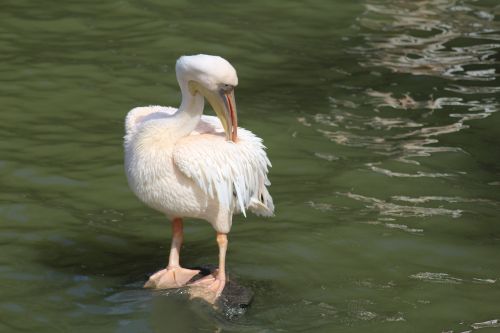 pelican bird zoo deep