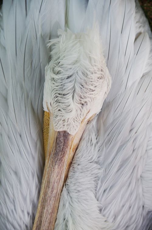 pelican sleep white