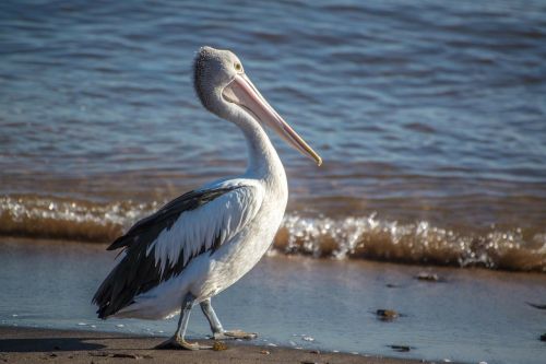 pelican bird australia