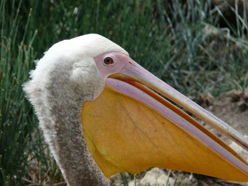 pelican bird animal