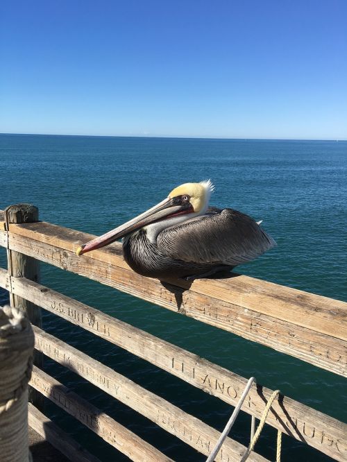 pelican ocean pier