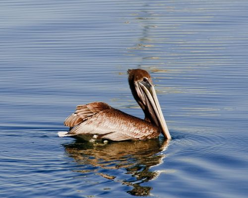 pelican brown wildlife