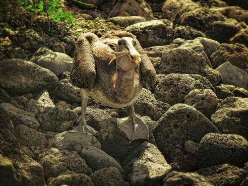 pelican seabird fauna