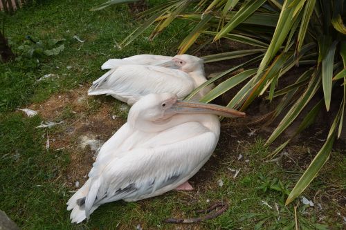 pelican bird bird long beak