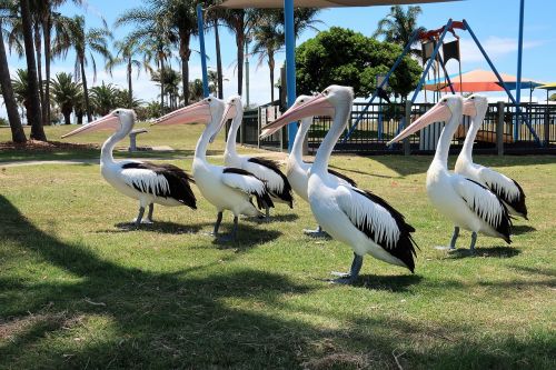 pelican bird park