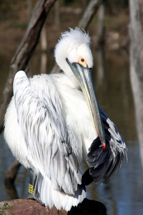 pelican bird pen