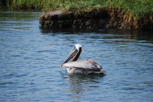 pelican bird water bird
