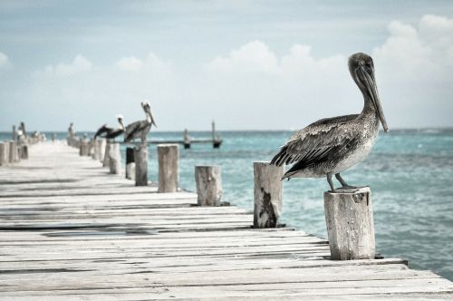 pelican water bird pelecanus conspicillatus