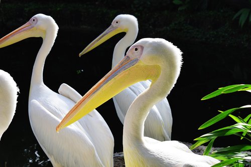 pelican  bird  nature