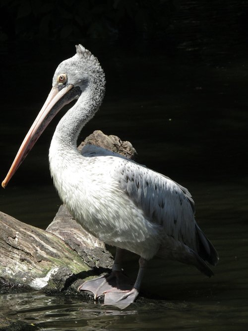 pelican  beak  zoo