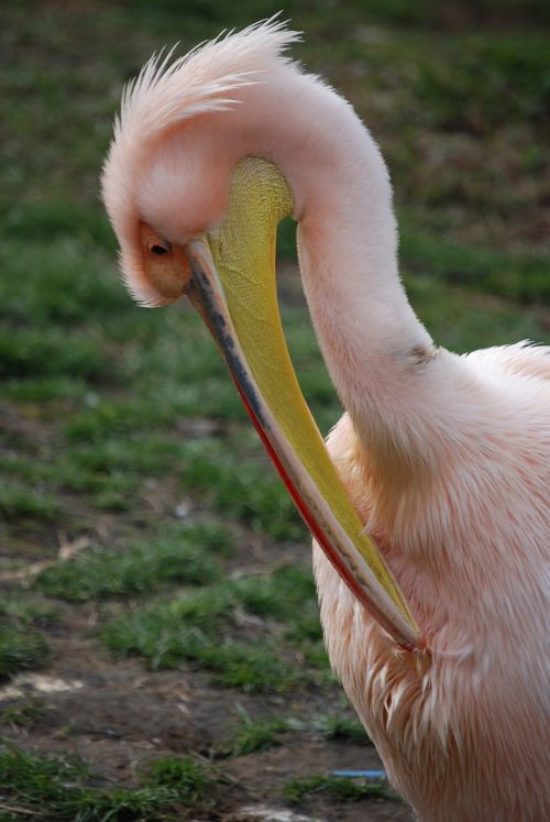 pelican preening rosy pelican