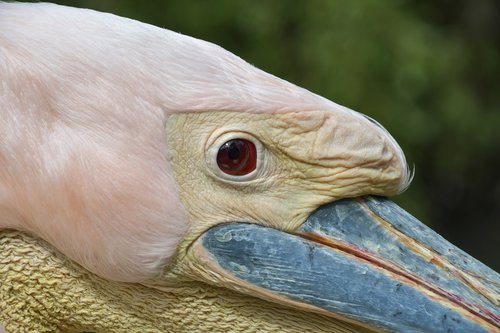 pelican  close up  bird