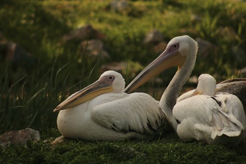 pelican  deep  zoo