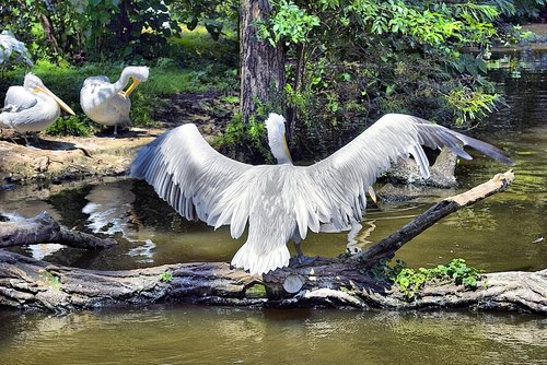 pelican  bird  wings