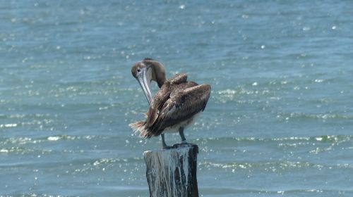 pelican mexico sea