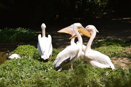 pelican  bird  zoo