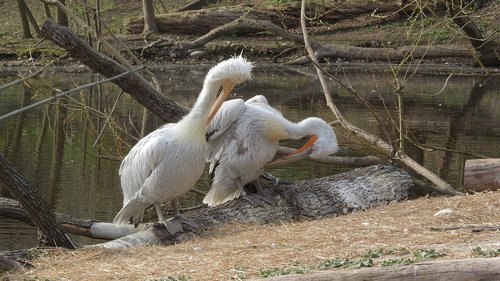 pelican  pelecanus onocrotalus  couple