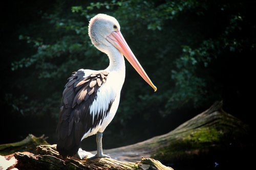 pelican  bird  water bird