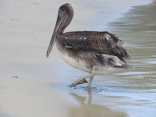 pelican  beach  summer