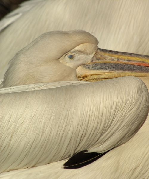 pelican head beak