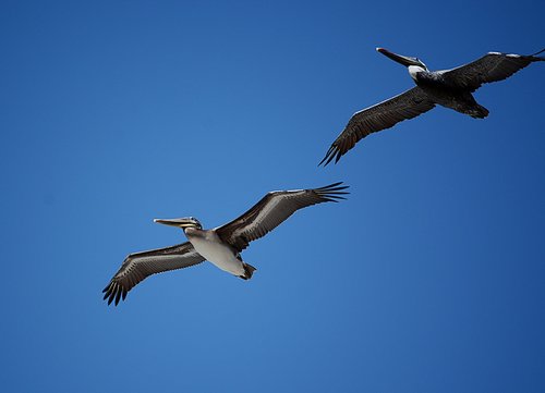 pelican  wildlife  bird