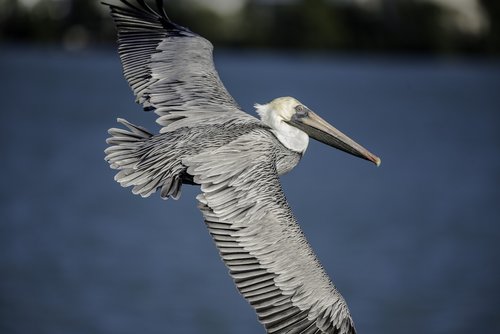 pelican  flying  wings