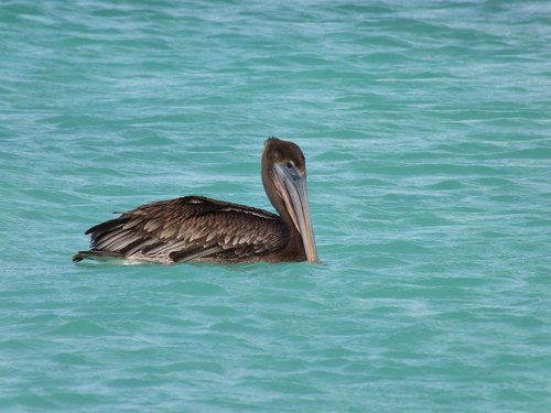 pelican  sea  beach