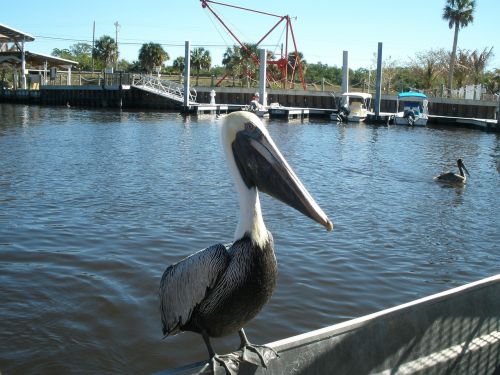 pelican water florida
