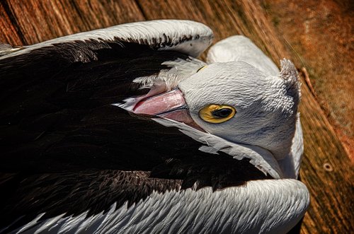 pelican  australia  nature