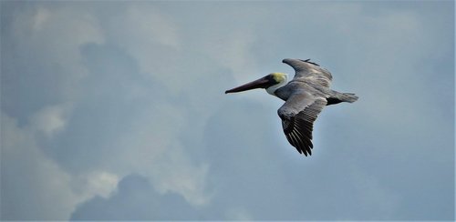 pelican  flying  bird