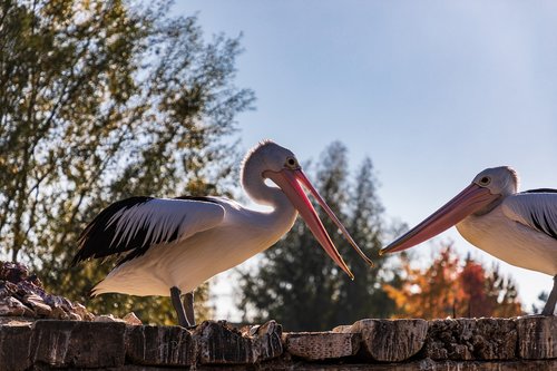 pelican  bird  nature