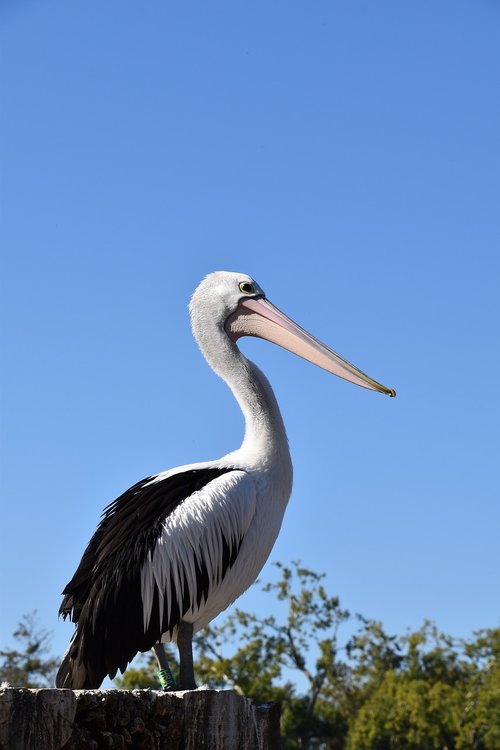 pelican  nature  bird