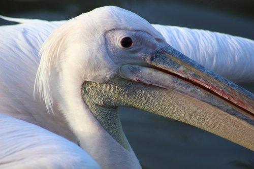 pelican  bird  beak