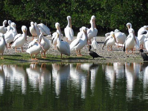 pelican  bird  florida