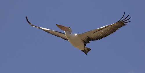 pelican  bird  nature