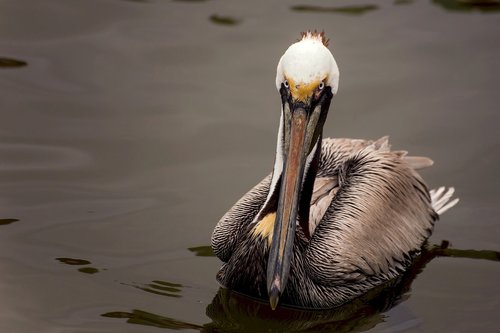 pelican  bird  wildlife