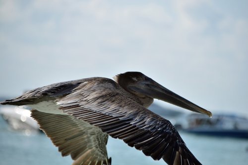 pelican  ave  portrait