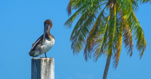 pelican  post  resting