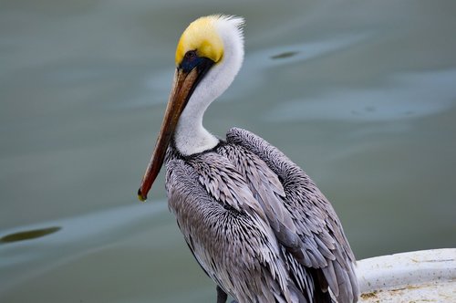 pelican  sea  plumage