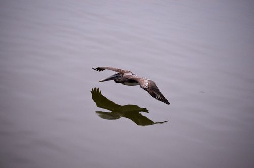 pelican  sea  ocean